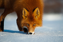 ������������ ������ (Vulpes vulpes) ��������� ����������