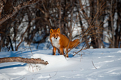 ������������ ������ (Vulpes vulpes) ��������� ����������