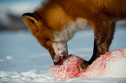 ������������ ������ (Vulpes vulpes) ��������� ����������