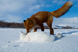 ������������ ������ (Vulpes vulpes) ��������� ����������