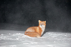 ������������ ������ (Vulpes vulpes) ��������� ����������