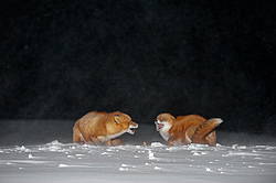 ������������ ������ (Vulpes vulpes) ��������� ����������