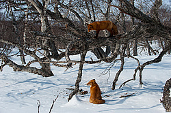 ������������ ������ (Vulpes vulpes) ��������� ����������