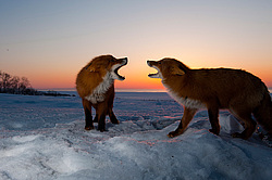 ������������ ������ (Vulpes vulpes) ��������� ����������