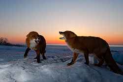 ������������ ������ (Vulpes vulpes) ��������� ����������