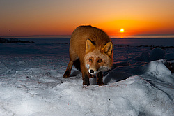 ������������ ������ (Vulpes vulpes) ��������� ����������