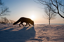 ������������ ������ (Vulpes vulpes) ��������� ����������