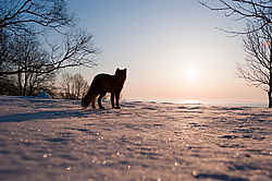 ������������ ������ (Vulpes vulpes) ��������� ����������