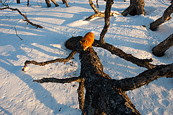 ������������ ������ (Vulpes vulpes) ��������� ����������