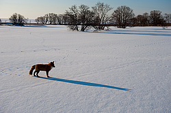 ������������ ������ (Vulpes vulpes) ��������� ����������