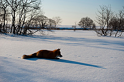 ������������ ������ (Vulpes vulpes) ��������� ����������