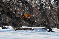������������ ������ (Vulpes vulpes) ��������� ����������