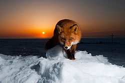 ������������ ������ (Vulpes vulpes) ��������� ����������