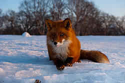 ������������ ������ (Vulpes vulpes) ��������� ����������