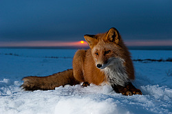 ������������ ������ (Vulpes vulpes) ��������� ����������