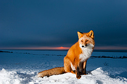 ������������ ������ (Vulpes vulpes) ��������� ����������