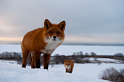 ������������ ������ (Vulpes vulpes) ��������� ����������