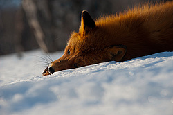 ������������ ������ (Vulpes vulpes) ��������� ����������