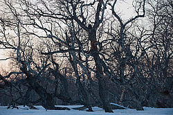 ������������ ������ (Vulpes vulpes) ��������� ����������