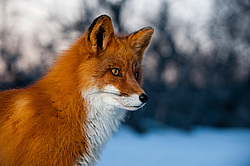 ������������ ������ (Vulpes vulpes) ��������� ����������