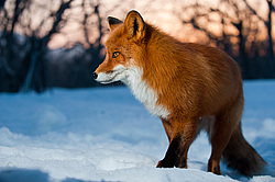 ������������ ������ (Vulpes vulpes) ��������� ����������