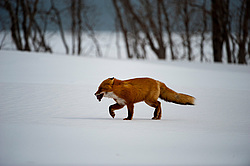 ������������ ������ (Vulpes vulpes) ��������� ����������