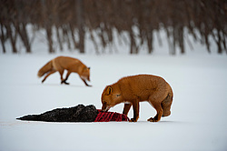 ������������ ������ (Vulpes vulpes) ��������� ����������
