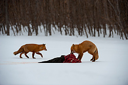 ������������ ������ (Vulpes vulpes) ��������� ����������