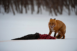 ������������ ������ (Vulpes vulpes) ��������� ����������