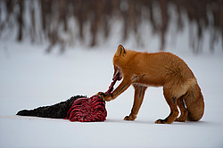 ������������ ������ (Vulpes vulpes) ��������� ����������