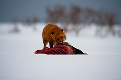 ������������ ������ (Vulpes vulpes) ��������� ����������