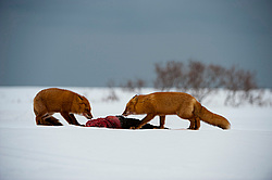 ������������ ������ (Vulpes vulpes) ��������� ����������