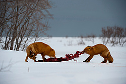 ������������ ������ (Vulpes vulpes) ��������� ����������