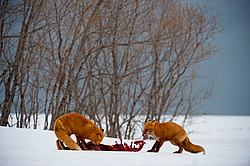 ������������ ������ (Vulpes vulpes) ��������� ����������