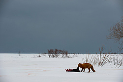 ������������ ������ (Vulpes vulpes) ��������� ����������