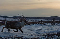 �������� ����� (Rangifer tarandus) ���������� ����