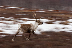 �������� ����� (Rangifer tarandus) ���������� ����