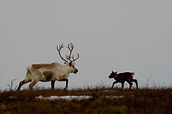 �������� ����� (Rangifer tarandus) ���������� ����