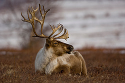�������� ����� (Rangifer tarandus) ���������� ����