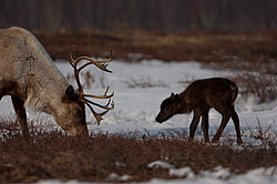 �������� ����� (Rangifer tarandus) ���������� ����