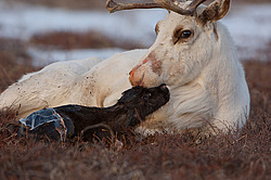 �������� ����� (Rangifer tarandus) ���������� ����