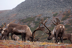 �������� ����� (Rangifer tarandus) ���������� ����