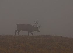 �������� ����� (Rangifer tarandus) ���������� ����