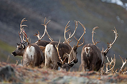 �������� ����� (Rangifer tarandus) ���������� ����