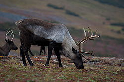 �������� ����� (Rangifer tarandus) ���������� ����