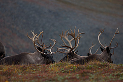 �������� ����� (Rangifer tarandus) ���������� ����