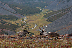 �������� ����� (Rangifer tarandus) ���������� ����
