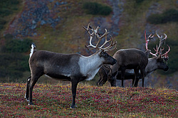�������� ����� (Rangifer tarandus) ���������� ����