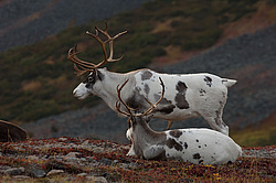 �������� ����� (Rangifer tarandus) ���������� ����