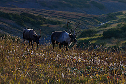 �������� ����� (Rangifer tarandus) ���������� ����